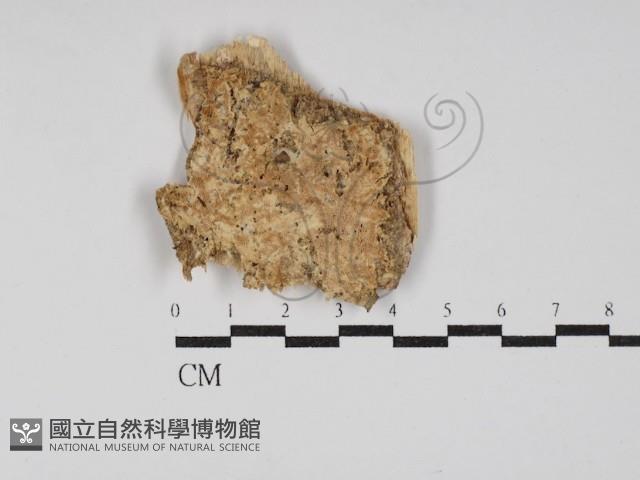 登錄號:F0030291藏品圖，第1張