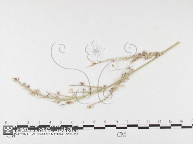 登錄號:F0026291藏品圖，第1張