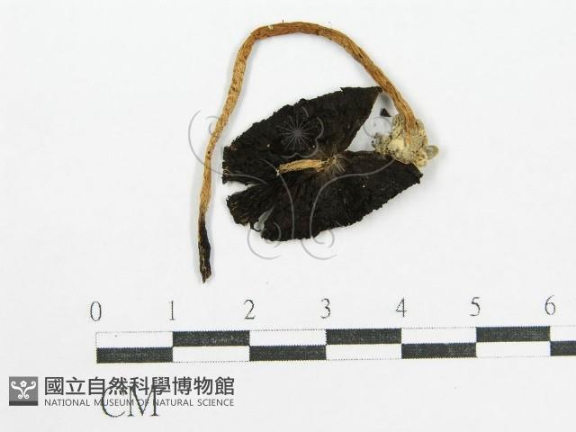 鬼傘屬藏品圖，第1張
