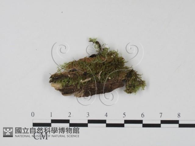 登錄號:F0001291藏品圖，第1張