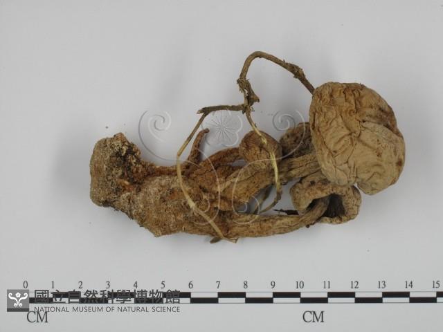 登錄號:F0011291藏品圖，第1張