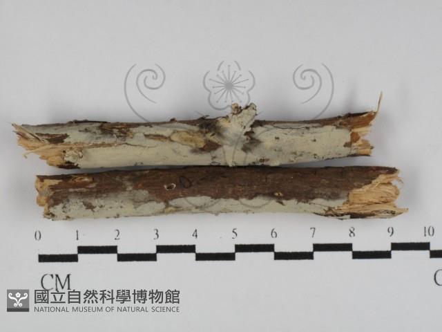 登錄號:F0031291藏品圖，第1張