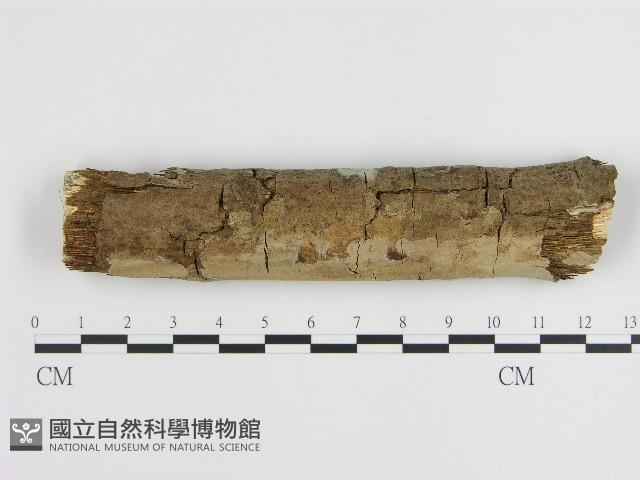 刺皮菌屬藏品圖，第1張