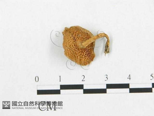 登錄號:F0014291藏品圖，第1張