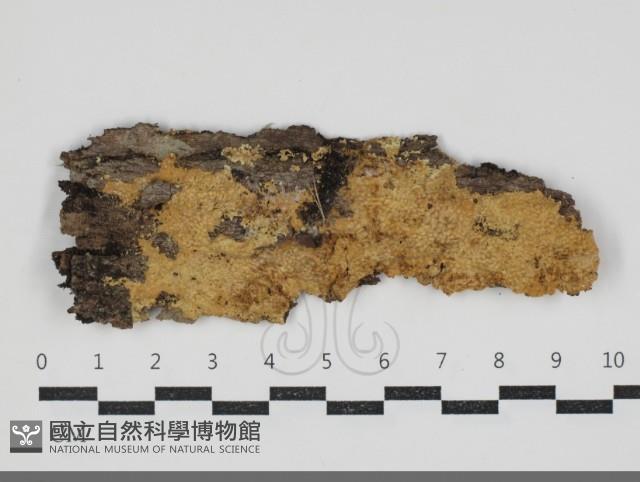 登錄號:F0034291藏品圖，第1張