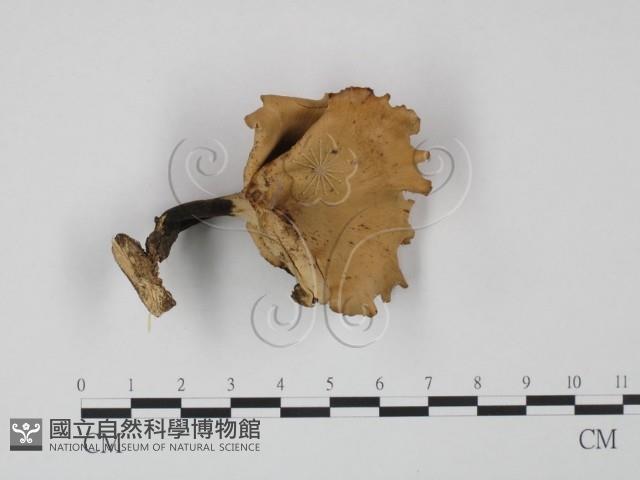 登錄號:F0022291藏品圖，第1張