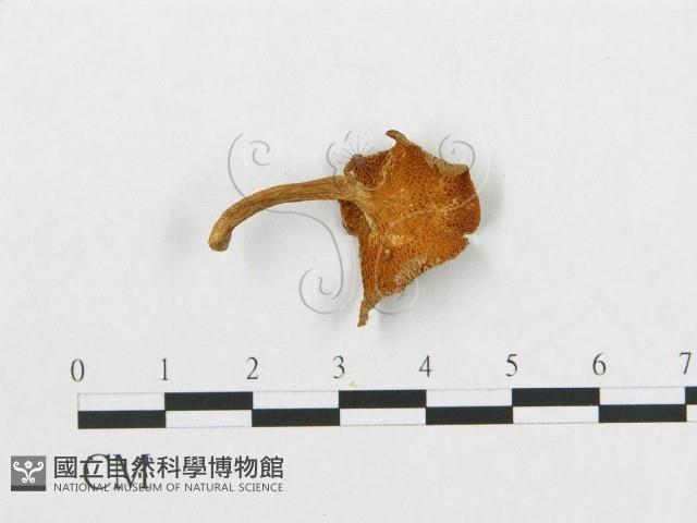 登錄號:F0012291藏品圖，第1張