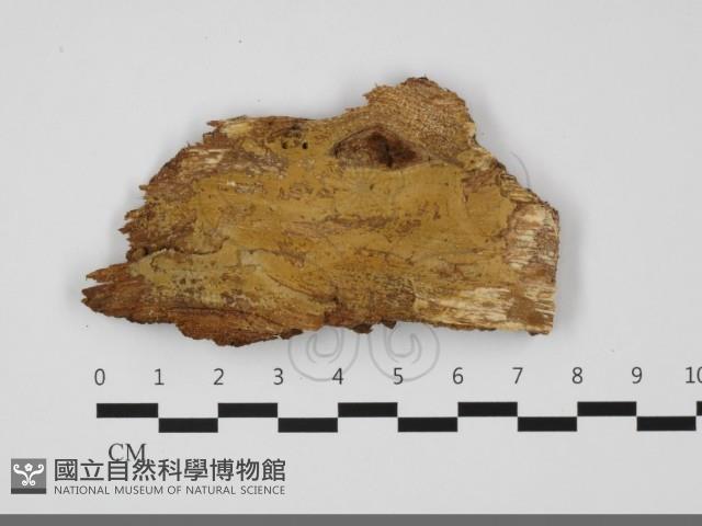 登錄號:F0032291藏品圖，第1張