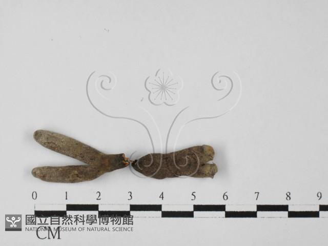 炭角菌屬藏品圖，第1張