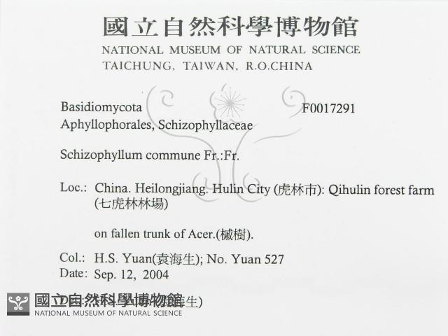 裂褶菌藏品圖，第3張
