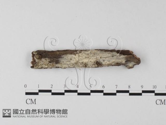 絲皮菌屬藏品圖，第1張