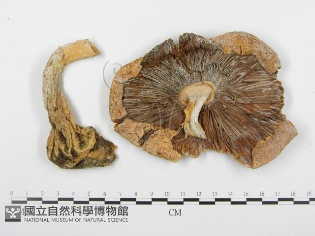 登錄號:F0005291藏品圖，第1張