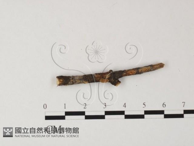 登錄號:F0009291藏品圖，第1張