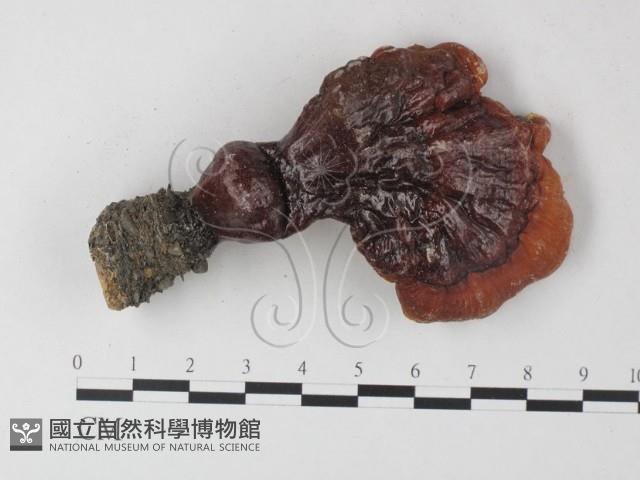 登錄號:F0023291藏品圖，第1張