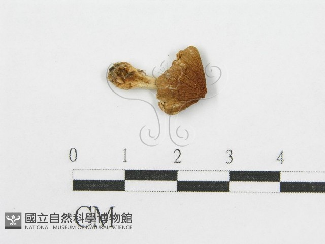 輻毛鬼傘藏品圖，第1張