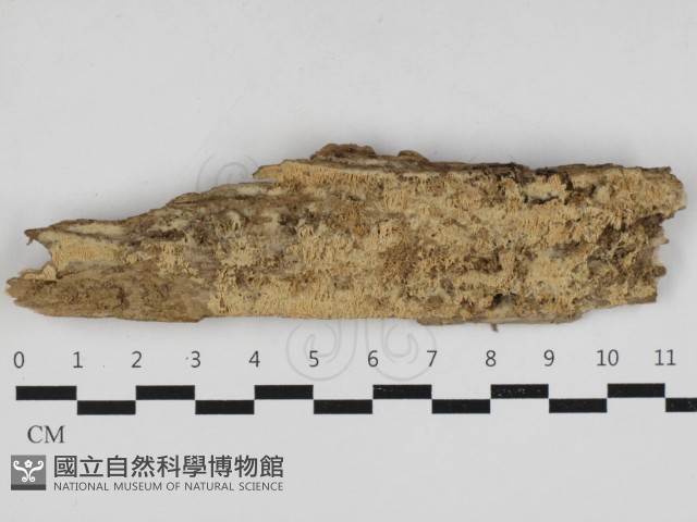 登錄號:F0033291藏品圖，第1張