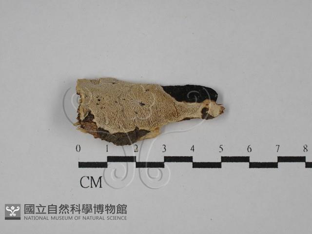 登錄號:F0028891藏品圖，第1張
