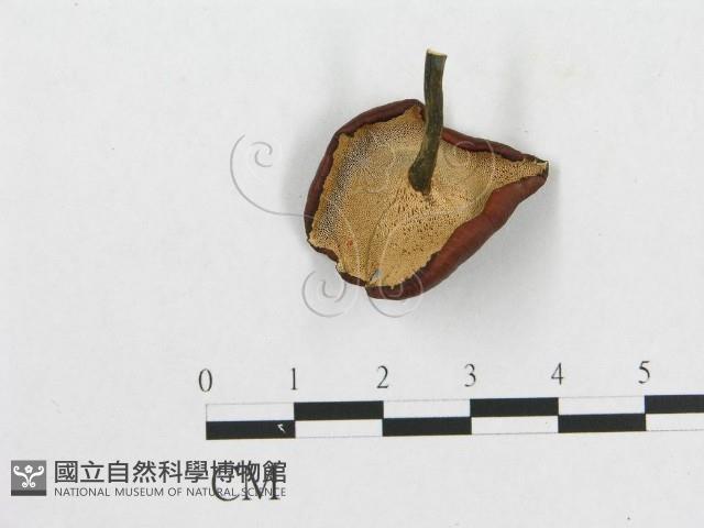 多孔菌屬藏品圖，第1張