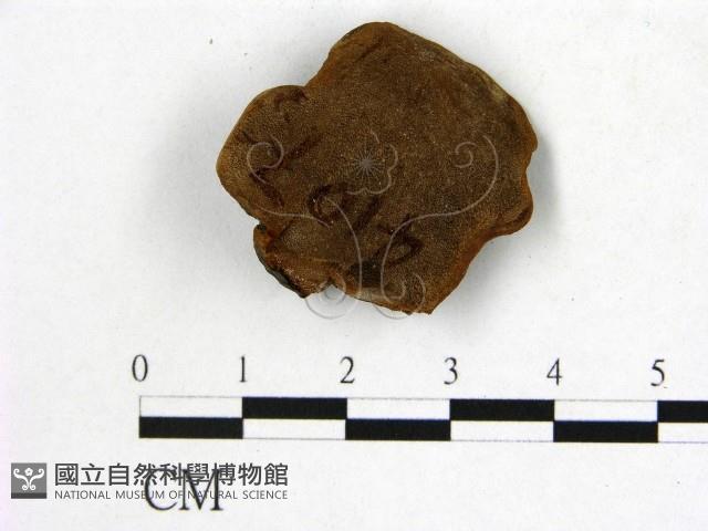 木層孔菌屬藏品圖，第1張