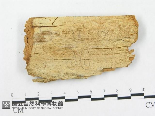 登錄號:F0000891藏品圖，第1張