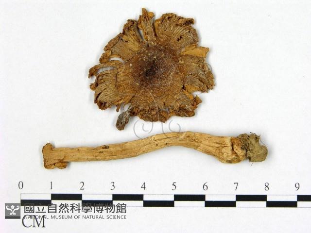 登錄號:F0010891藏品圖，第1張