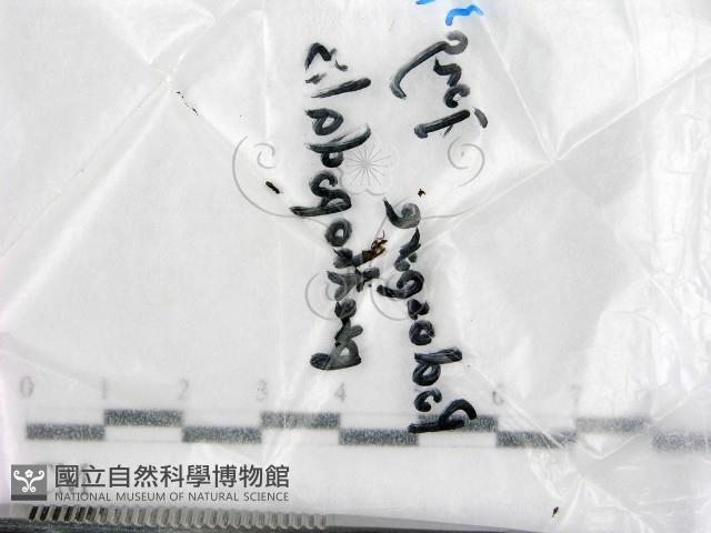 登錄號:F0016891藏品圖，第1張