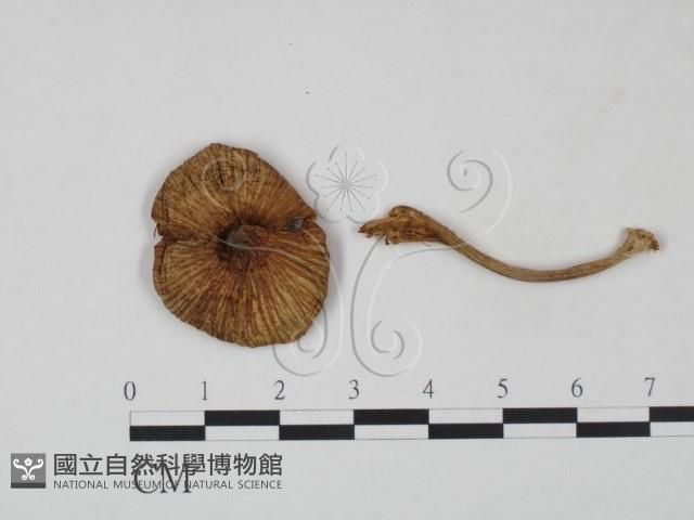 登錄號:F0021891藏品圖，第1張