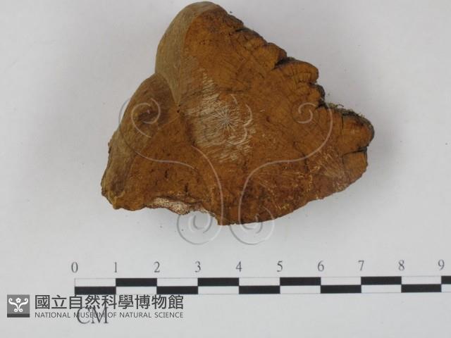 木層孔菌屬藏品圖，第1張