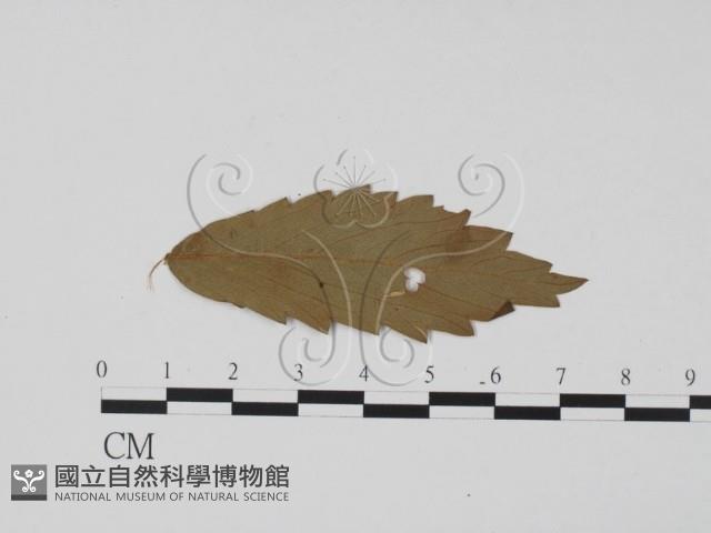 登錄號:F0011891藏品圖，第1張