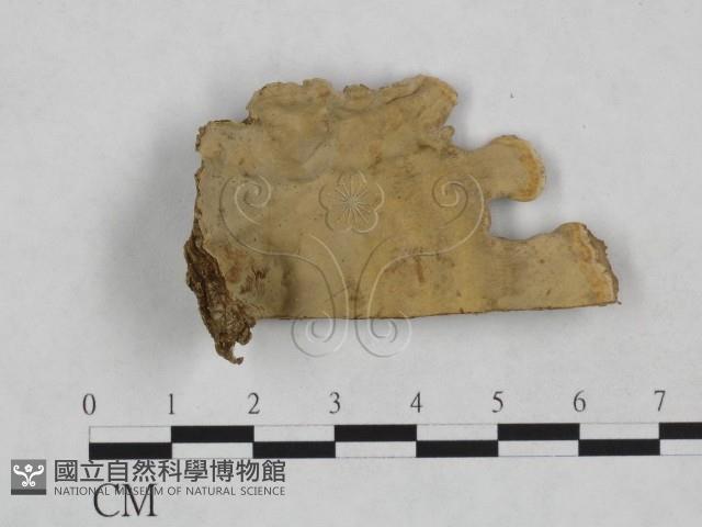 韌革菌屬藏品圖，第1張