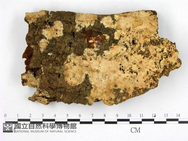 顯絲菌屬藏品圖，第1張