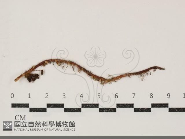 Accession Number:F0034891 Collection Image, Figure 1, Total 2 Figures