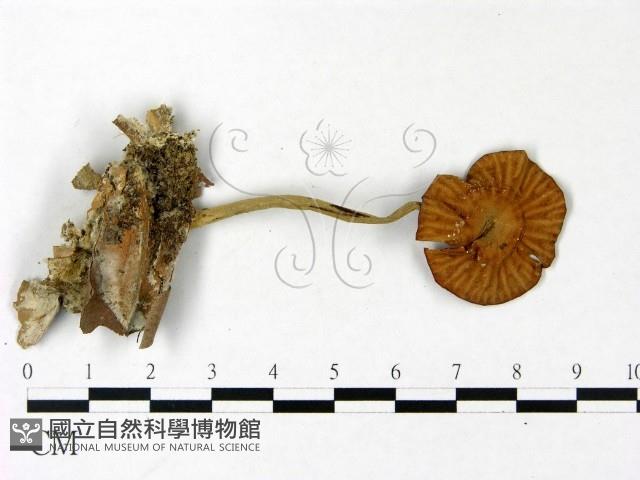 登錄號:F0022891藏品圖，第1張