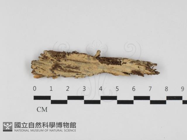 登錄號:F0032891藏品圖，第1張
