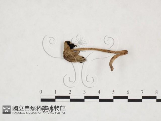 鬼傘屬藏品圖，第1張