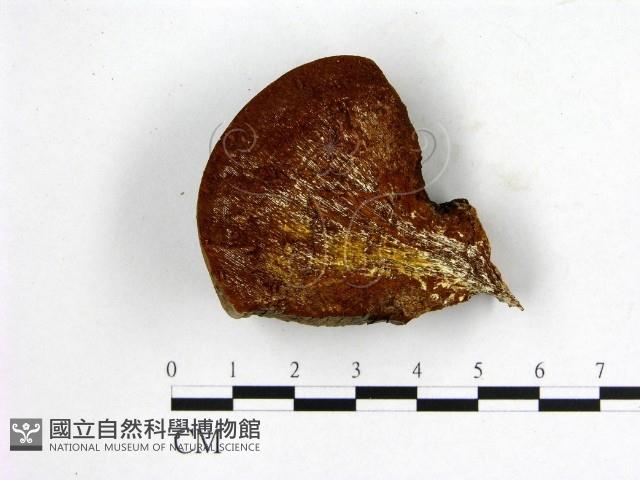 登錄號:F0005891藏品圖，第1張