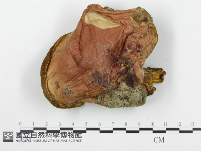登錄號:F0015891藏品圖，第1張