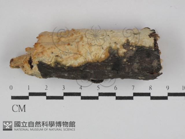 登錄號:F0029891藏品圖，第1張