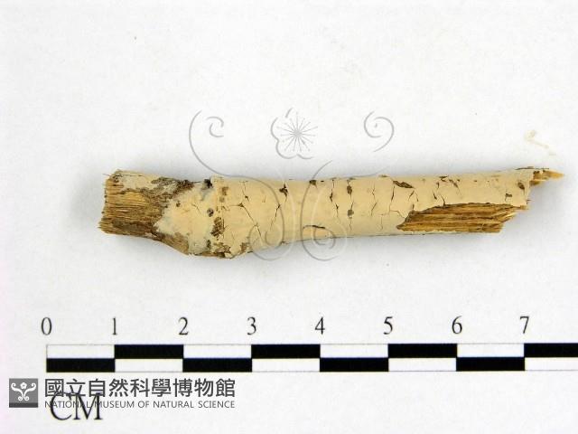 登錄號:F0009891藏品圖，第1張