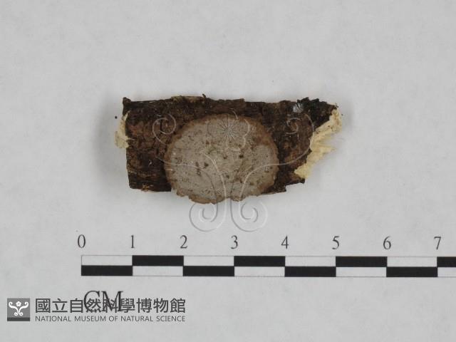 登錄號:F0023891藏品圖，第1張