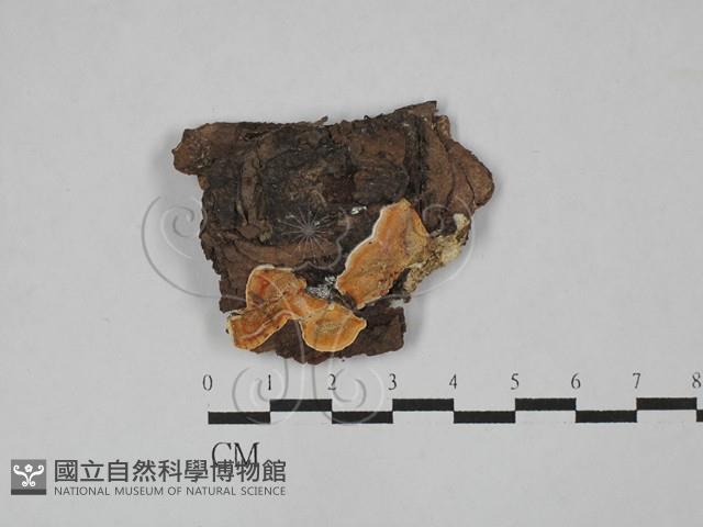 登錄號:F0003891藏品圖，第1張