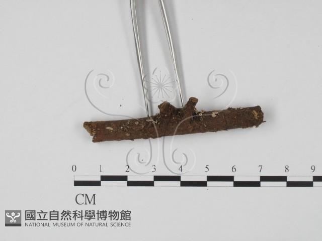 登錄號:F0013891藏品圖，第1張