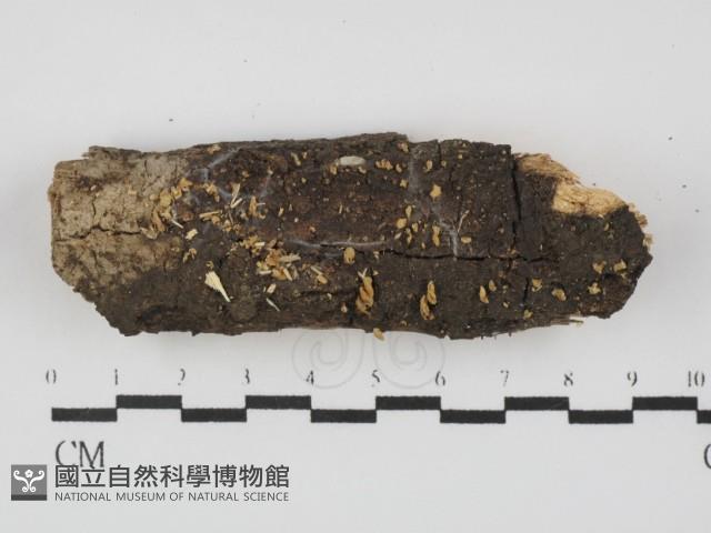 登錄號:F0028991藏品圖，第1張