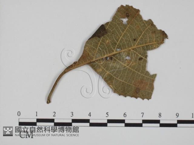登錄號:F0018991藏品圖，第1張