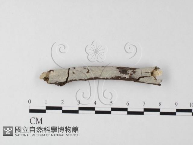 登錄號:F0020991藏品圖，第1張