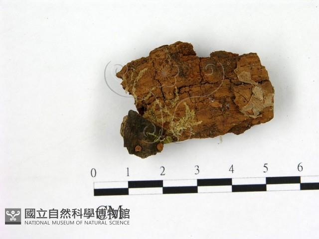 登錄號:F0000991藏品圖，第1張