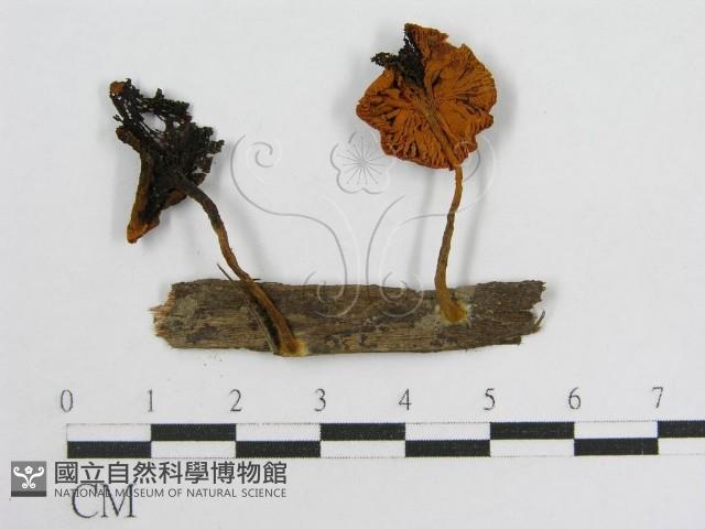 登錄號:F0010991藏品圖，第1張