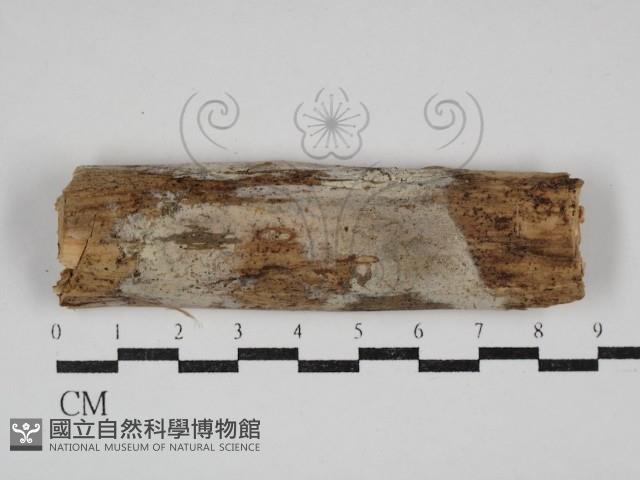 登錄號:F0030991藏品圖，第1張