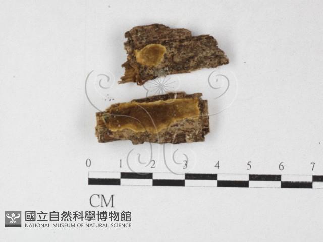 木層孔菌屬藏品圖，第1張