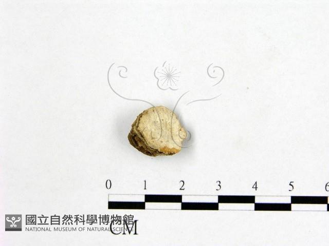 登錄號:F0006991藏品圖，第1張